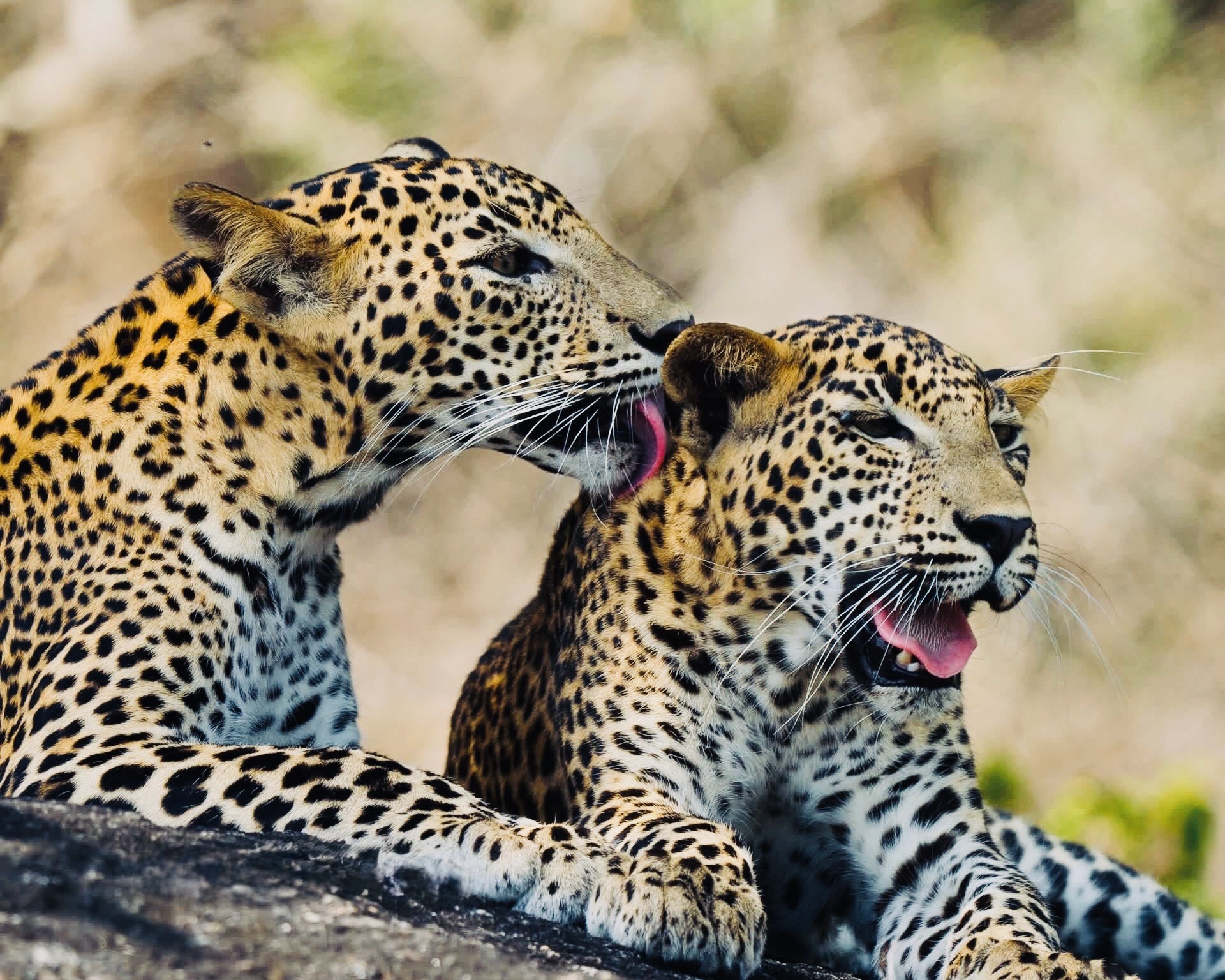 Yala Safari | from Mirissa, Galle & Tangalle to Ella - Yala National Park Wildlife Journal