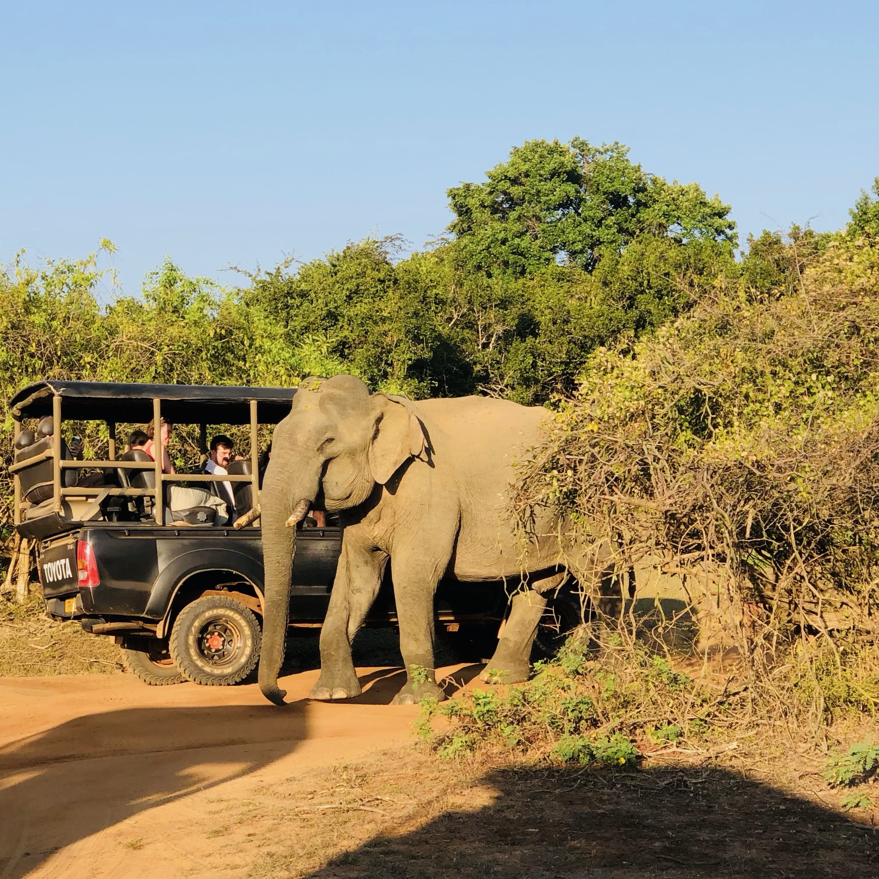 Yala Safari Sri Lanka from $14 - Yala National Park Wildlife Journal