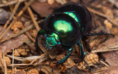 Good Food Oxfordshire Blog - From Practical Farming Solutions to the Importance of Dung Beetles: What Did We Learn at Groundswell 2026?