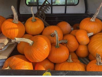 Good Food Oxfordshire Blog - Scare off food waste this Halloween with Oxfordshire's Pumpkin Festival