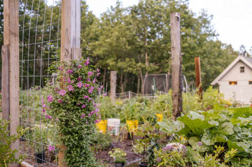 Good Food Oxford Image - Denny Gardens Community Allotments