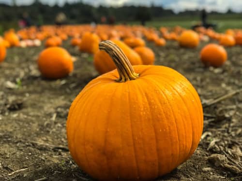 Good Food Oxford Image - GFO Pumpkin Festival