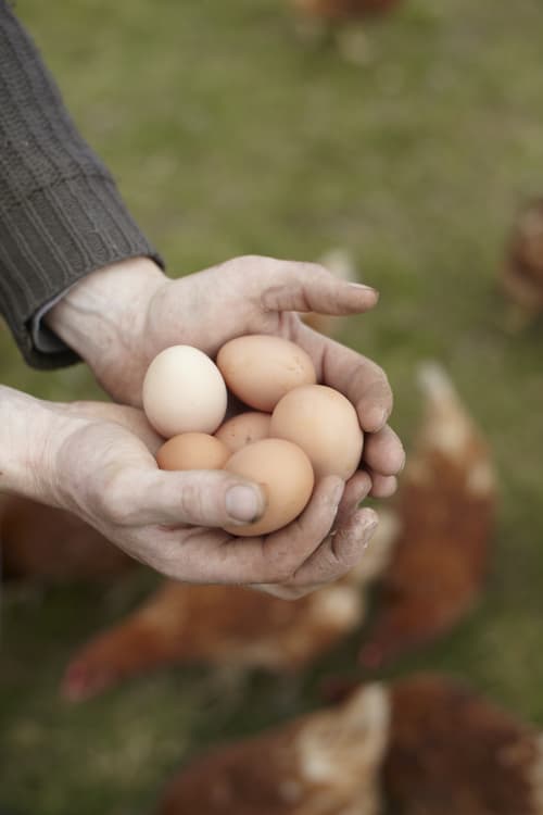Good Food Oxford Image - Purton House Organics