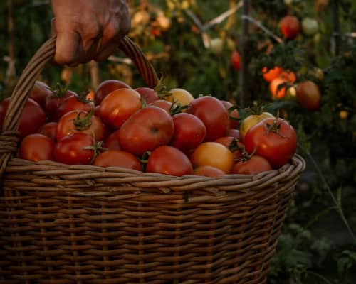 Good Food Oxfordshire - Resource Image
