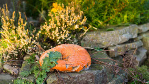 Good Food Oxfordshire - Media Image