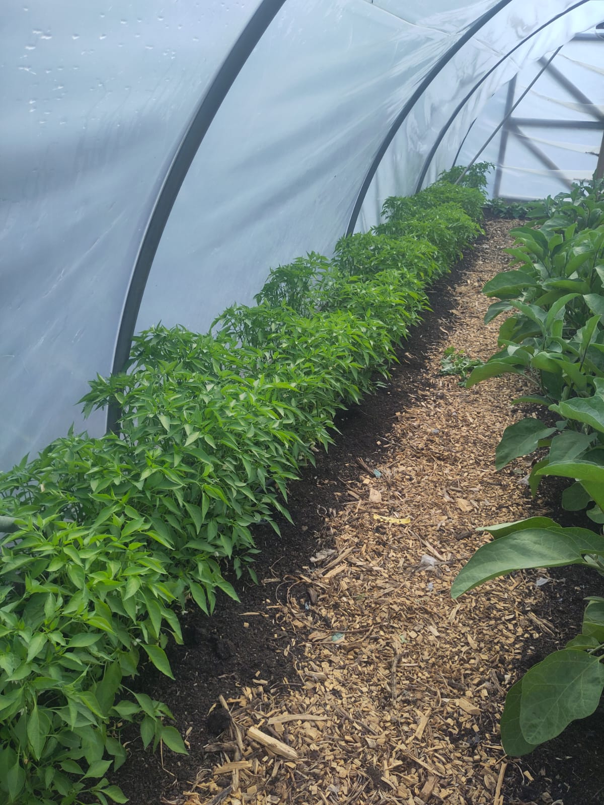 Blacklands Organics' new polytunnel funded by OxFarmToFork
