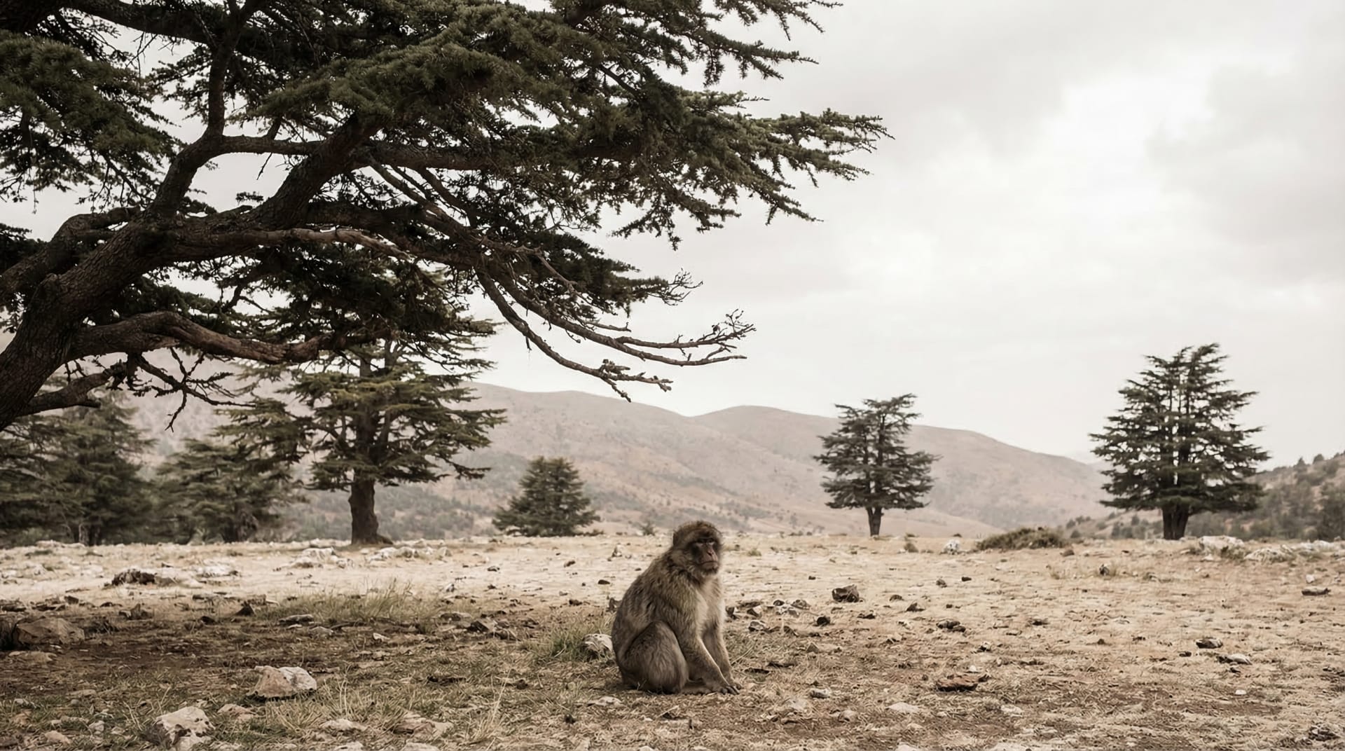 The Monkeys in the Cedars