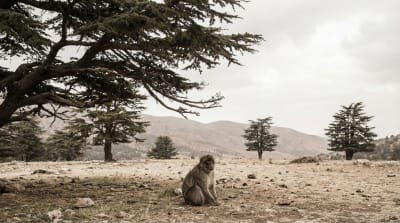 The Barbary Macaques