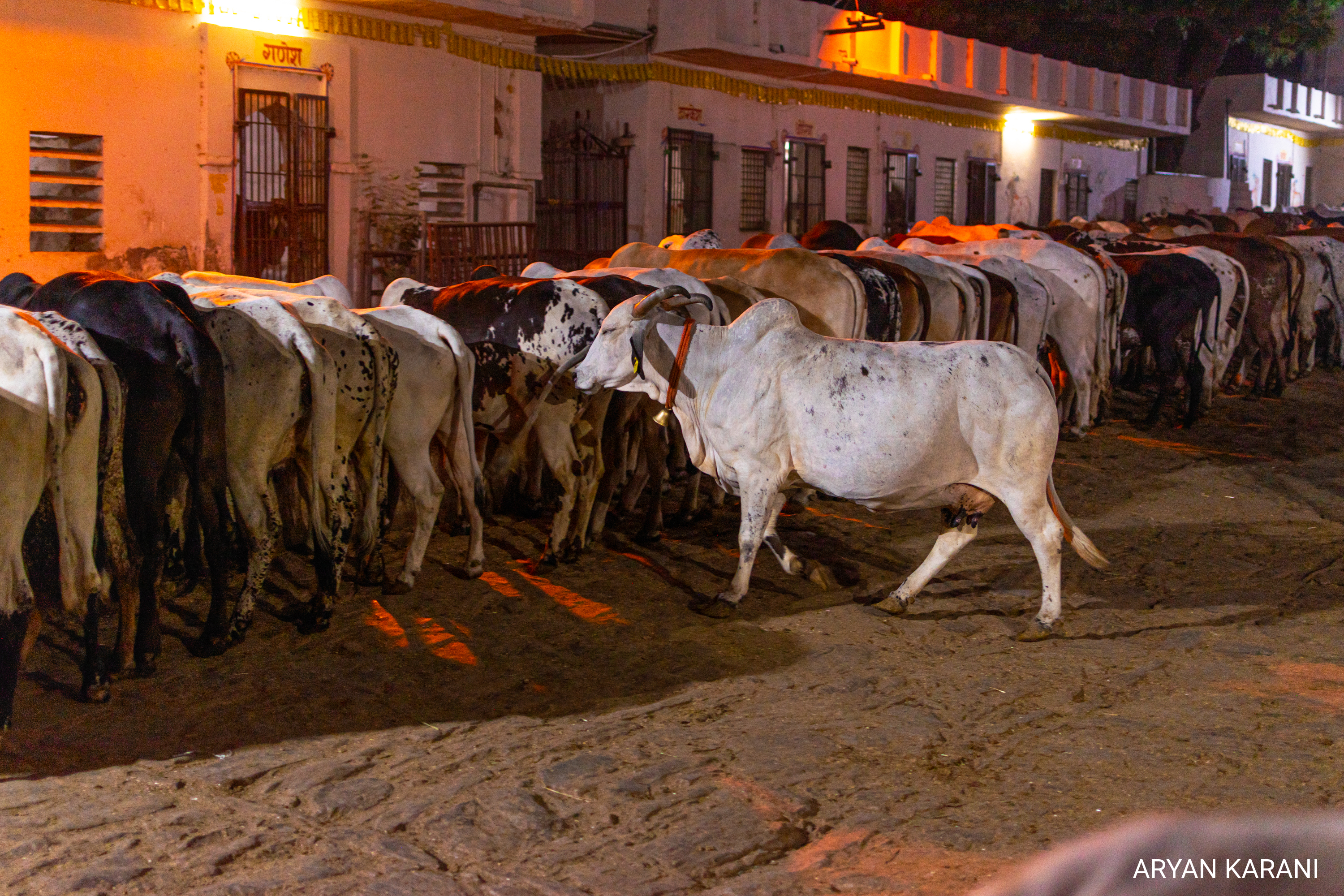 The cows line up to eat at the gaushala