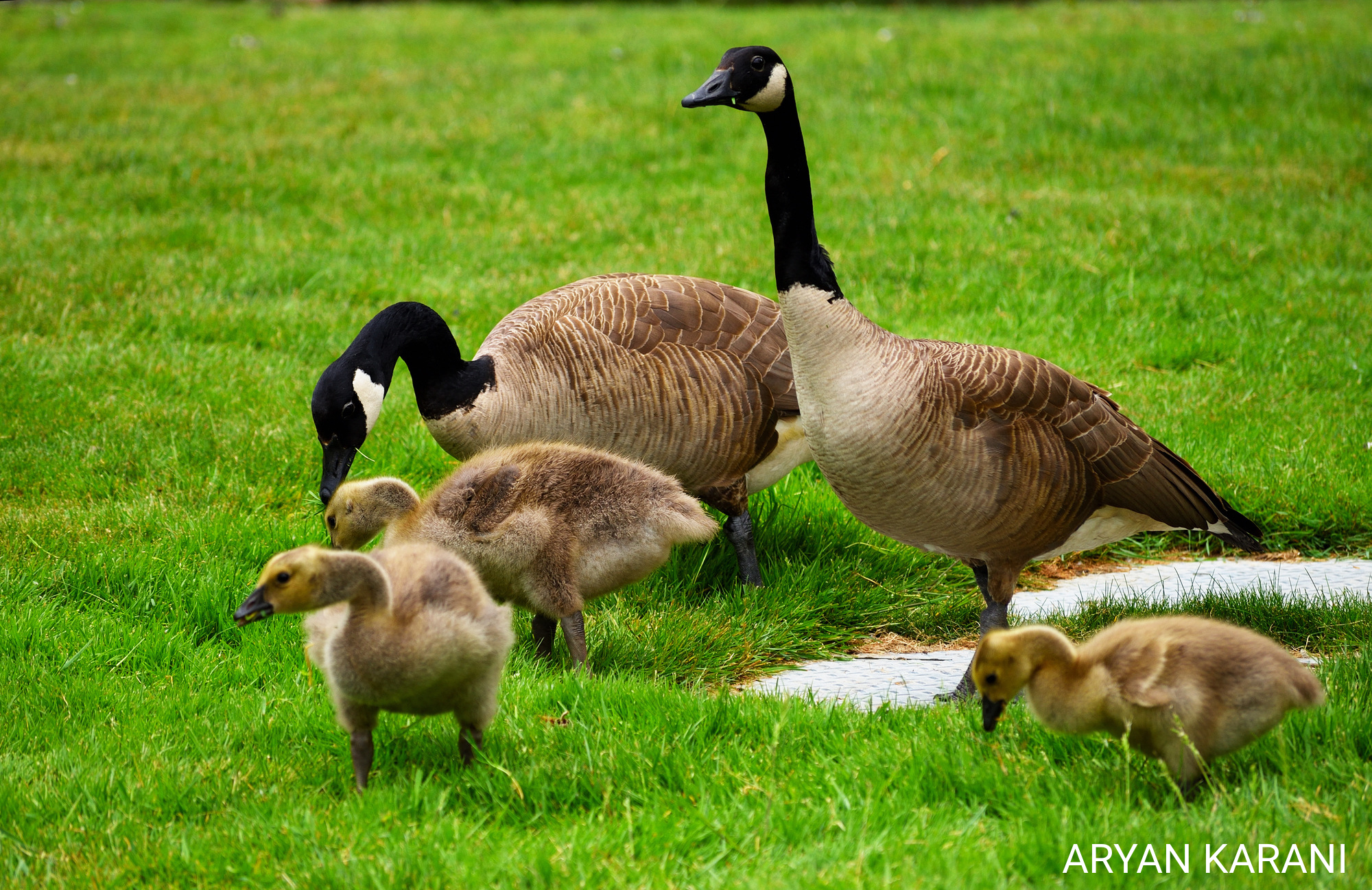 This is a family of geese near the Sammammish River Trail in Redmond, WA.