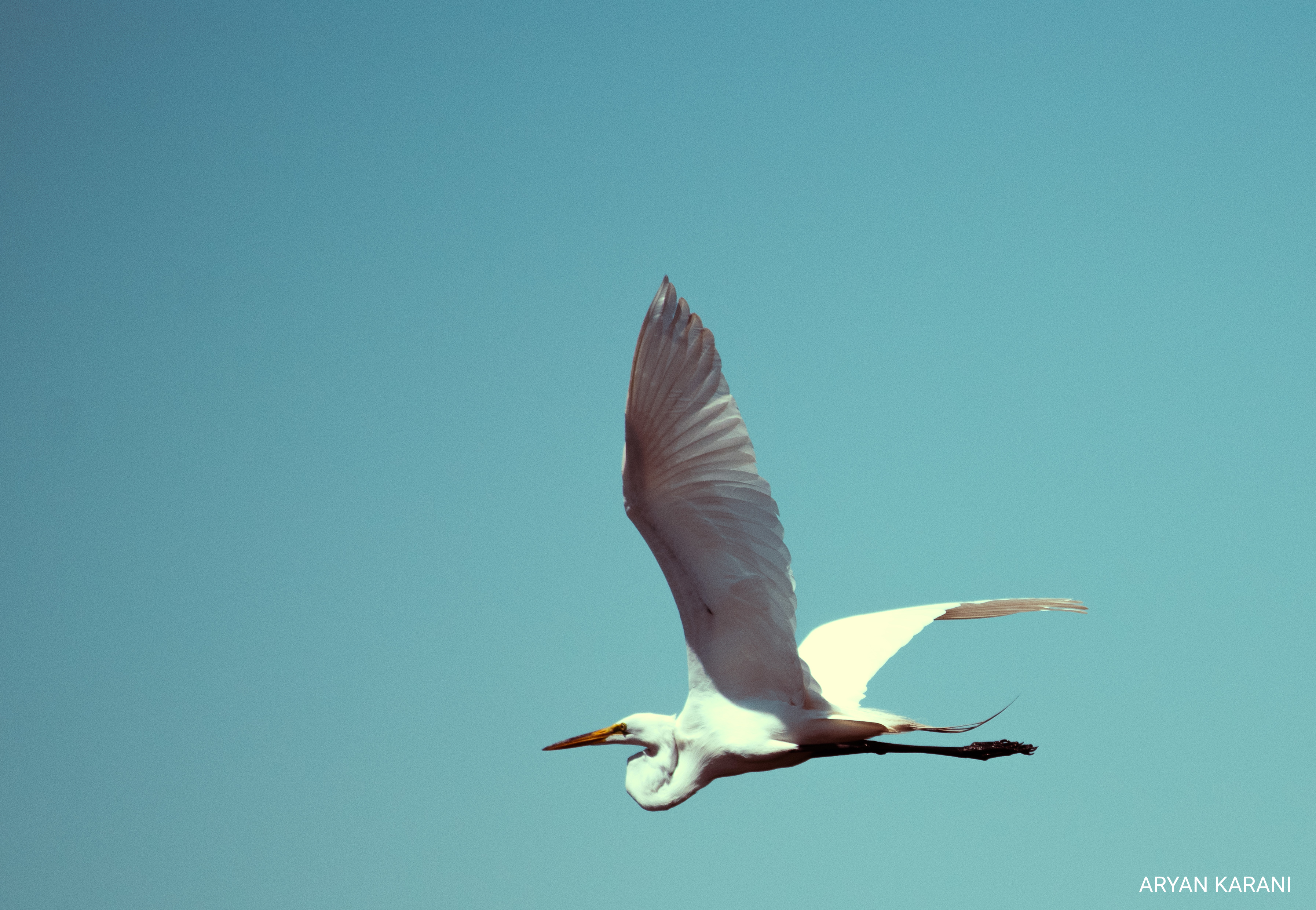 According to Google, this is an egret bird. Look's super cool while flying.