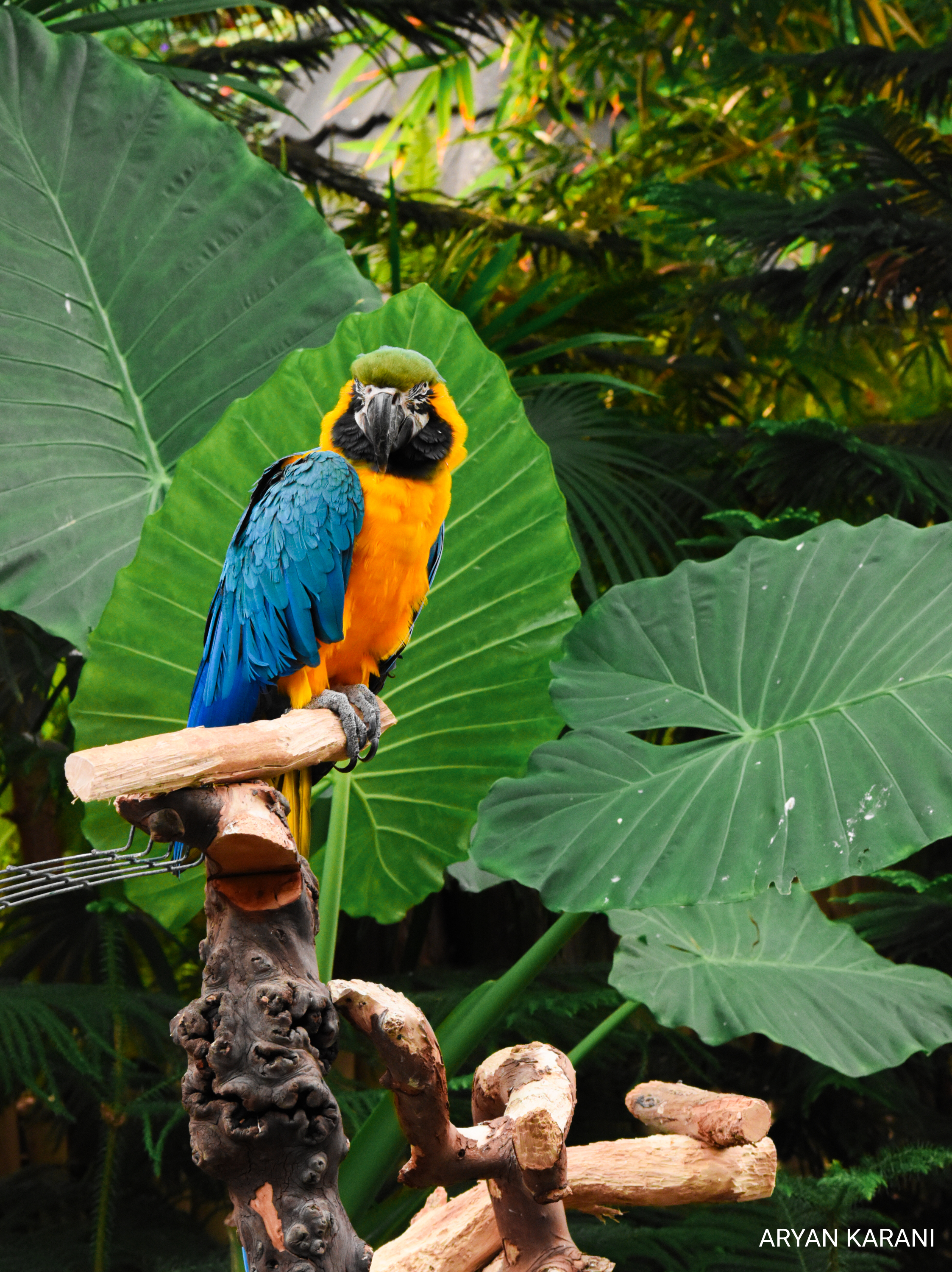 This is a macaw at the conservatory with amazingly vibrant colors.