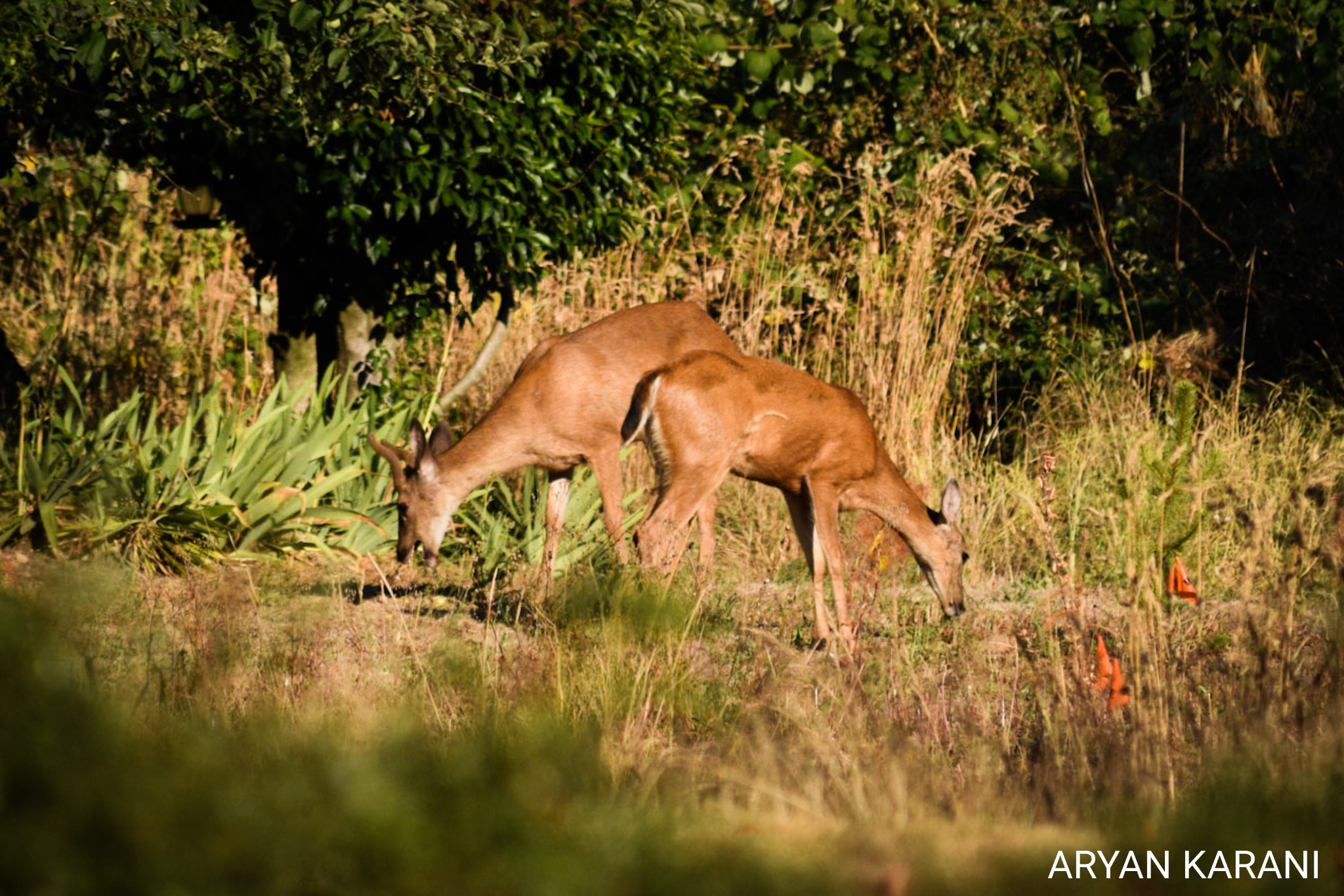 Two deer in Redmond, WA. Believe it or not, this was taken right next to a busy road! Looks like deer don't mind cars, but def mind humans.