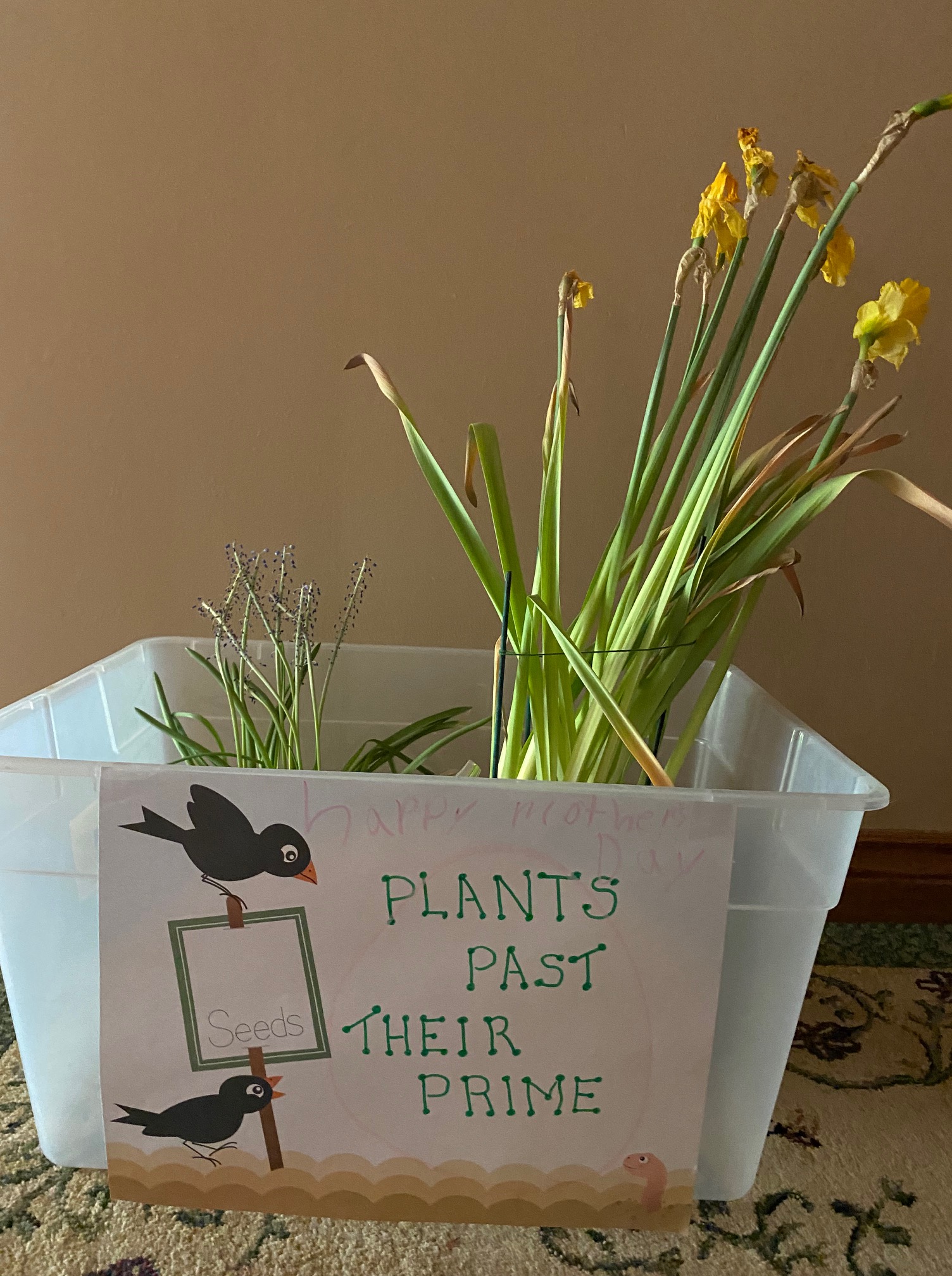Plants Past Their Prime