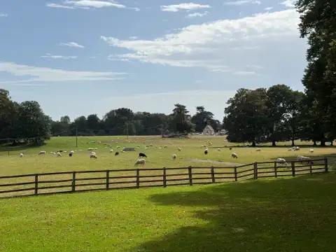 Front paddock with sheep grazing freely