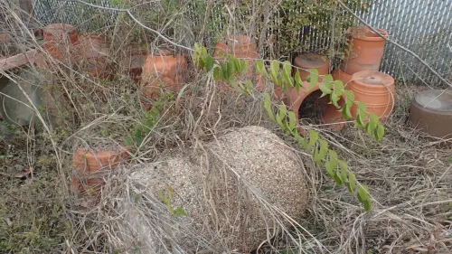Assorted Concrete and Terra Cotta Planters   (Grounds Dept.)
