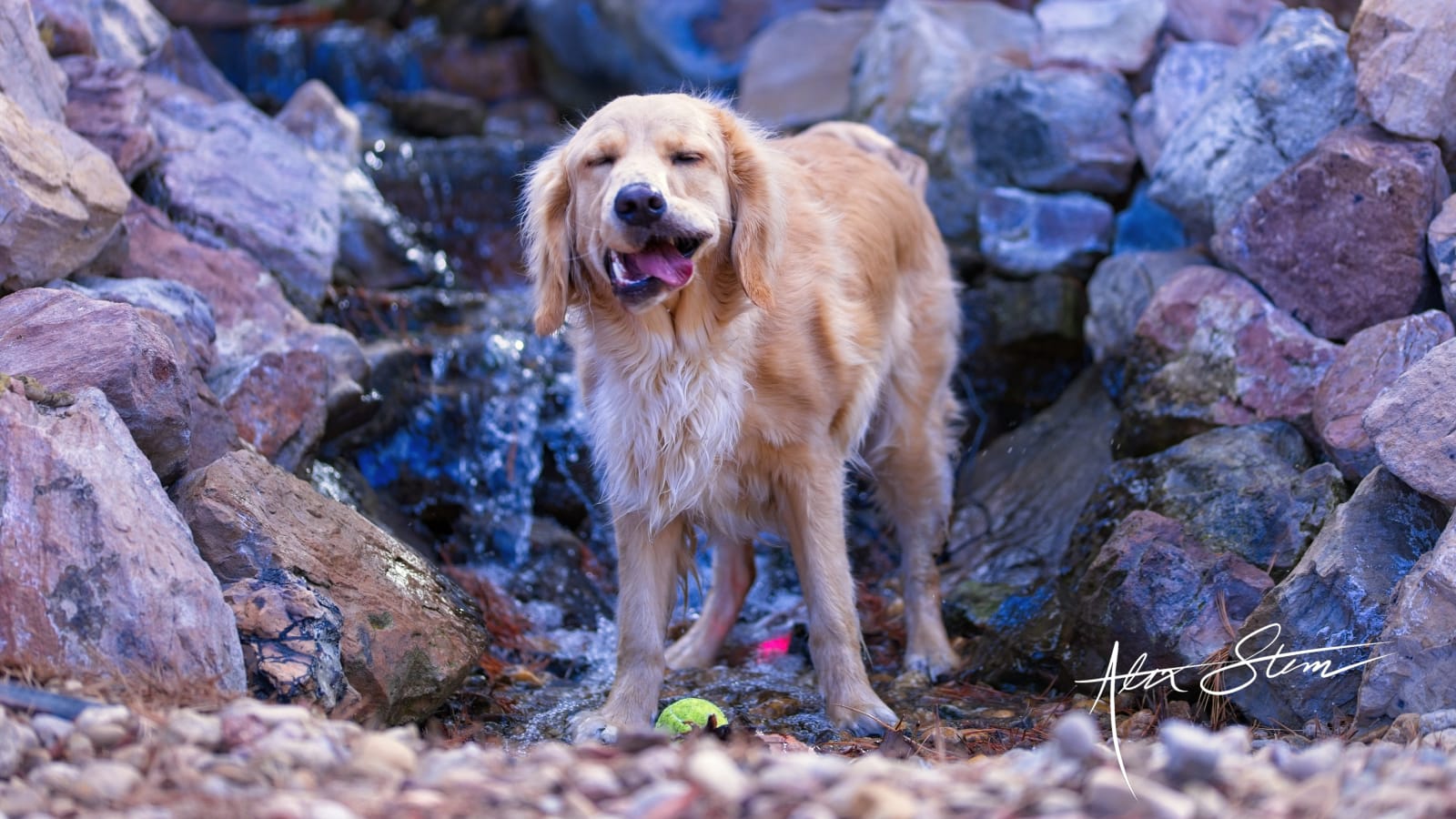 Ginger-03-29-2026-0022_copy_wfdkpm