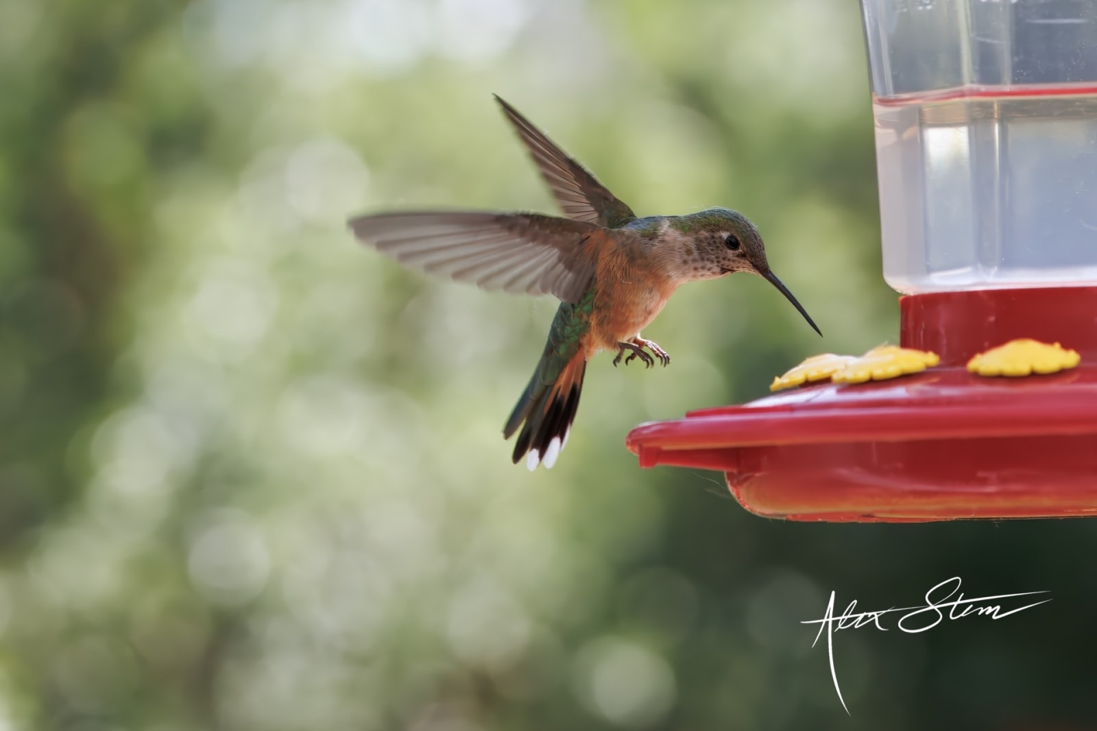Hummingbird