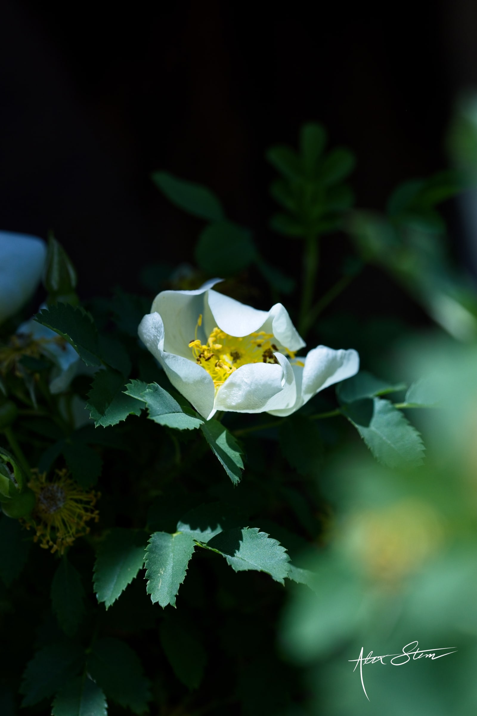 IMG_1124_1_a59tao