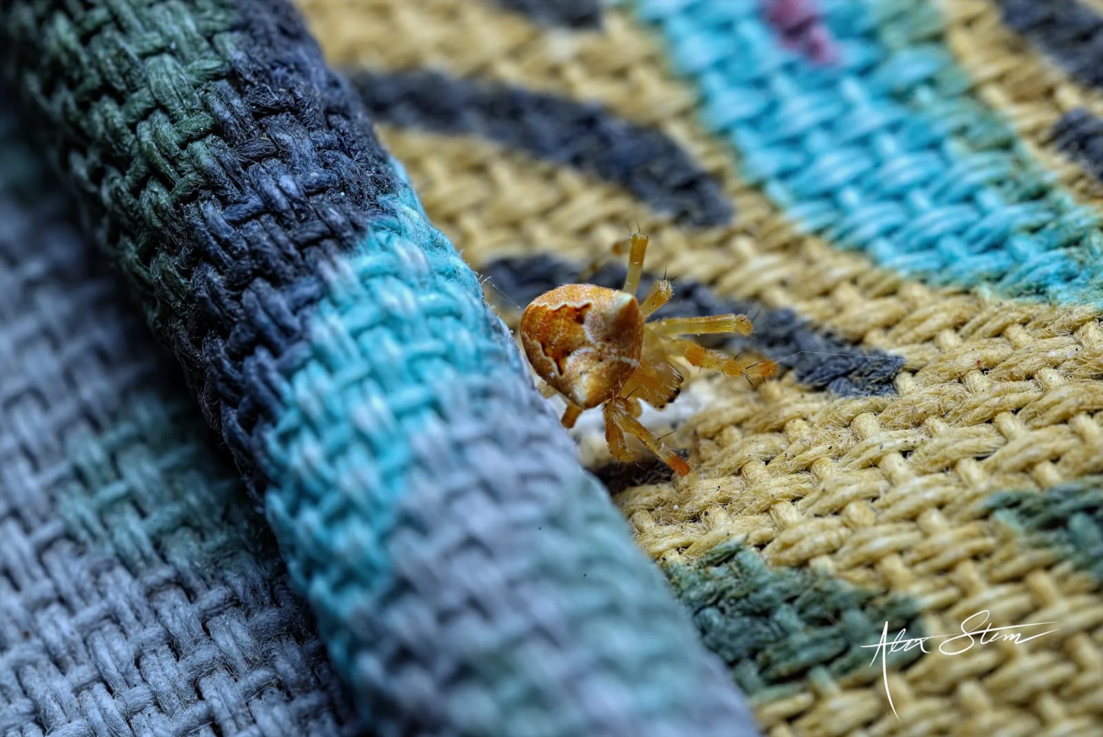 A small orange spider on a woven fabric.