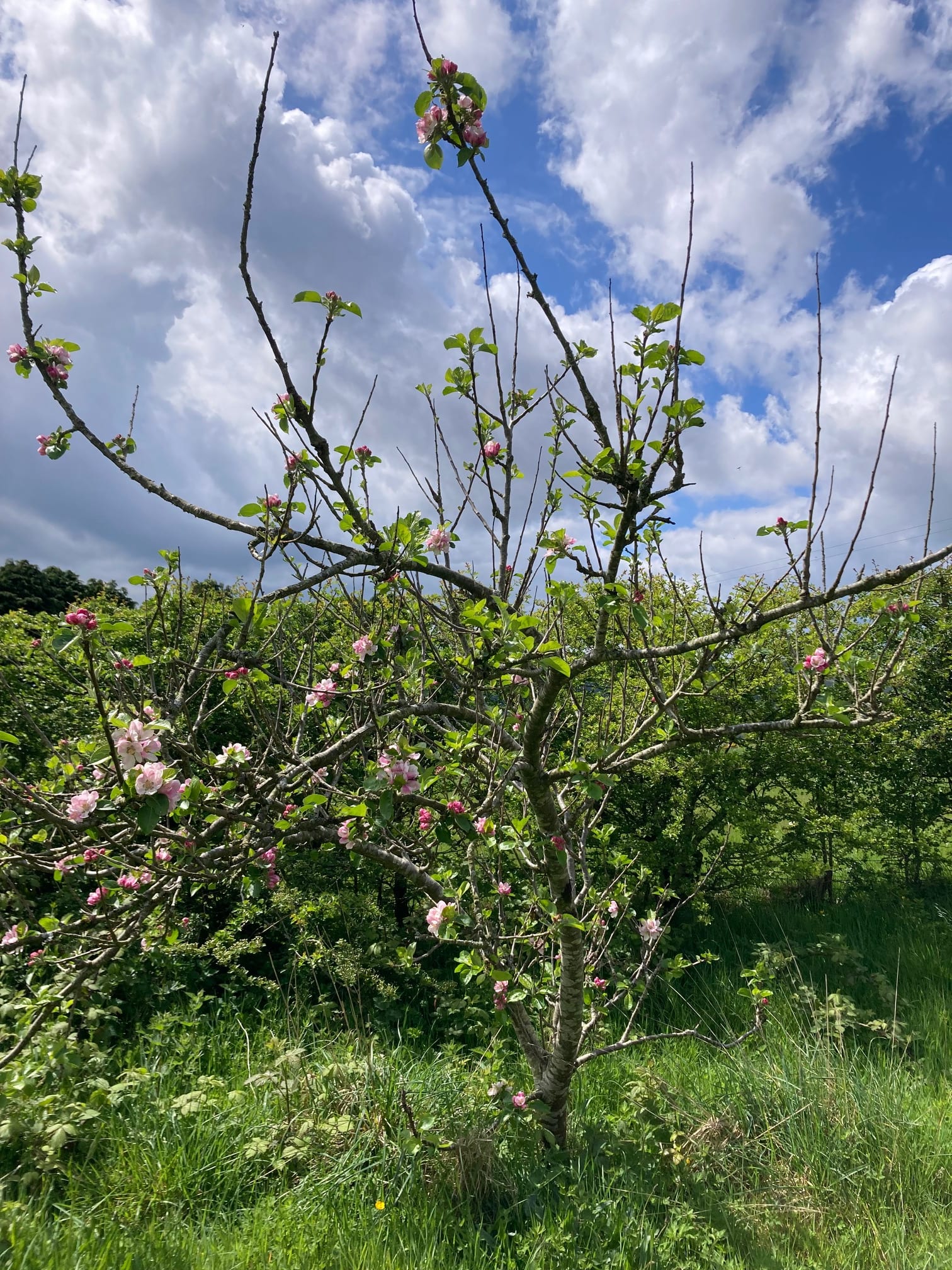 My apple tree hasn't fruited in three years