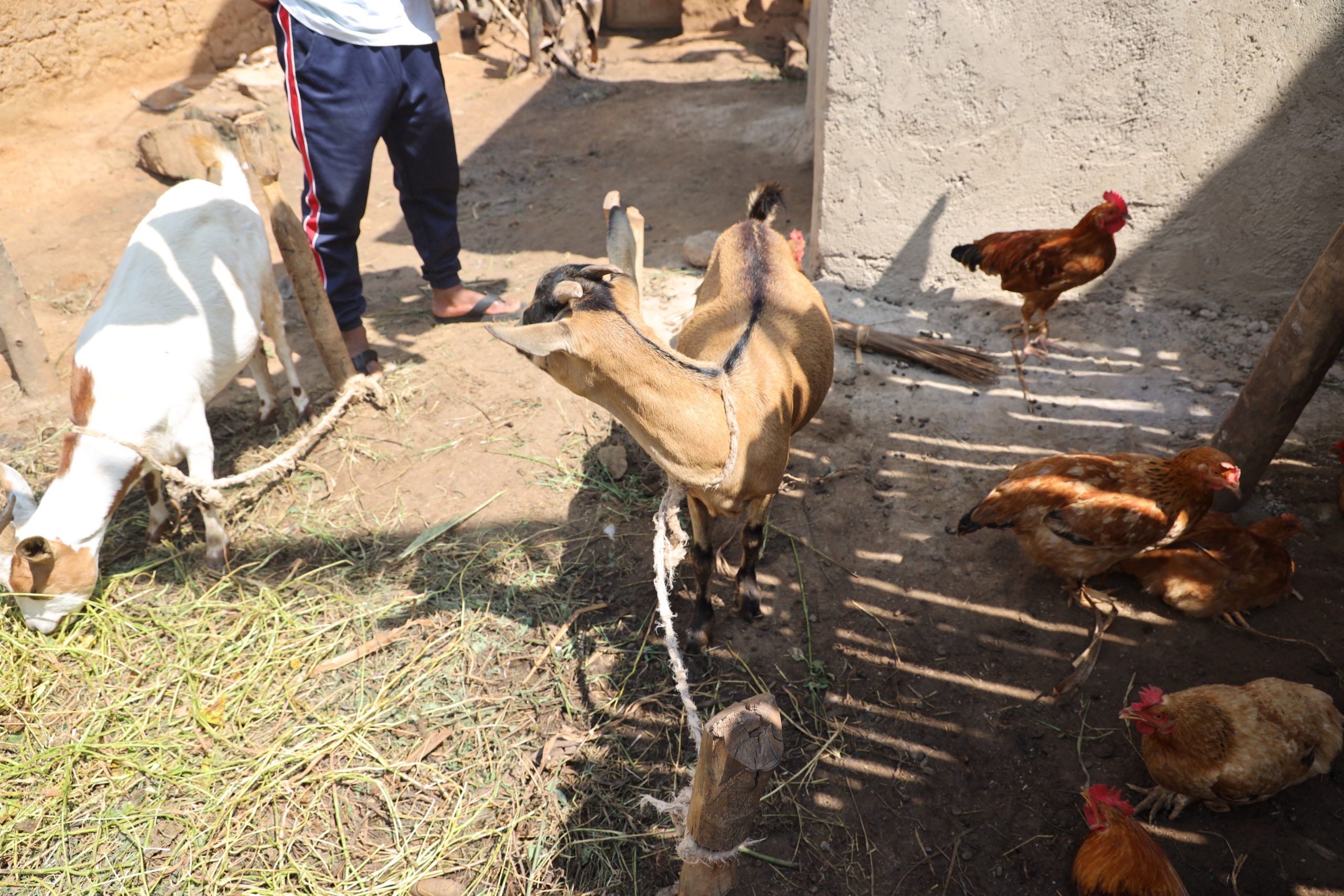 Abadahigwa” saving group has invested in livestock for group members.