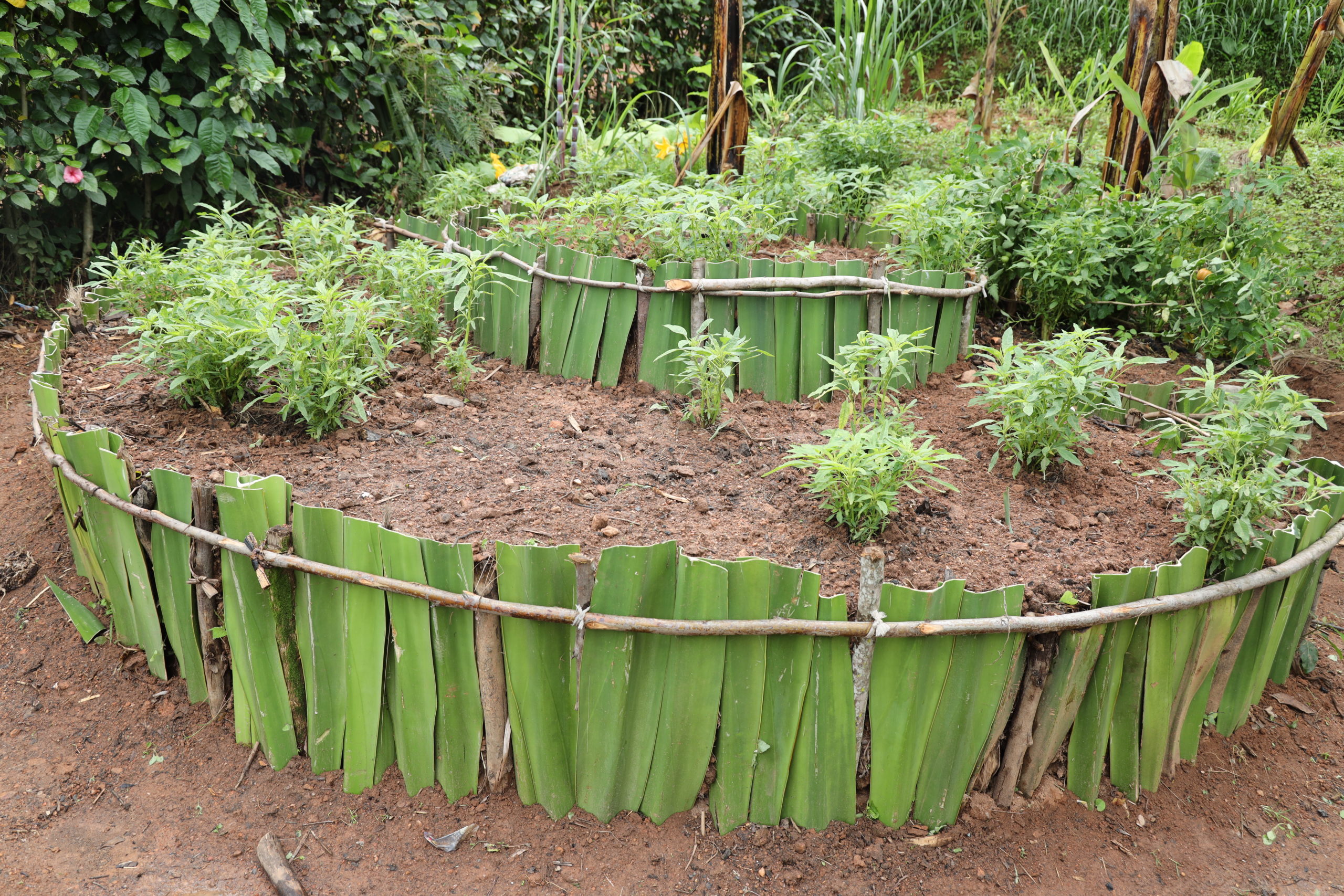 In each HBECD, parents have set up a kitchen garden with support from ECD Project staff.