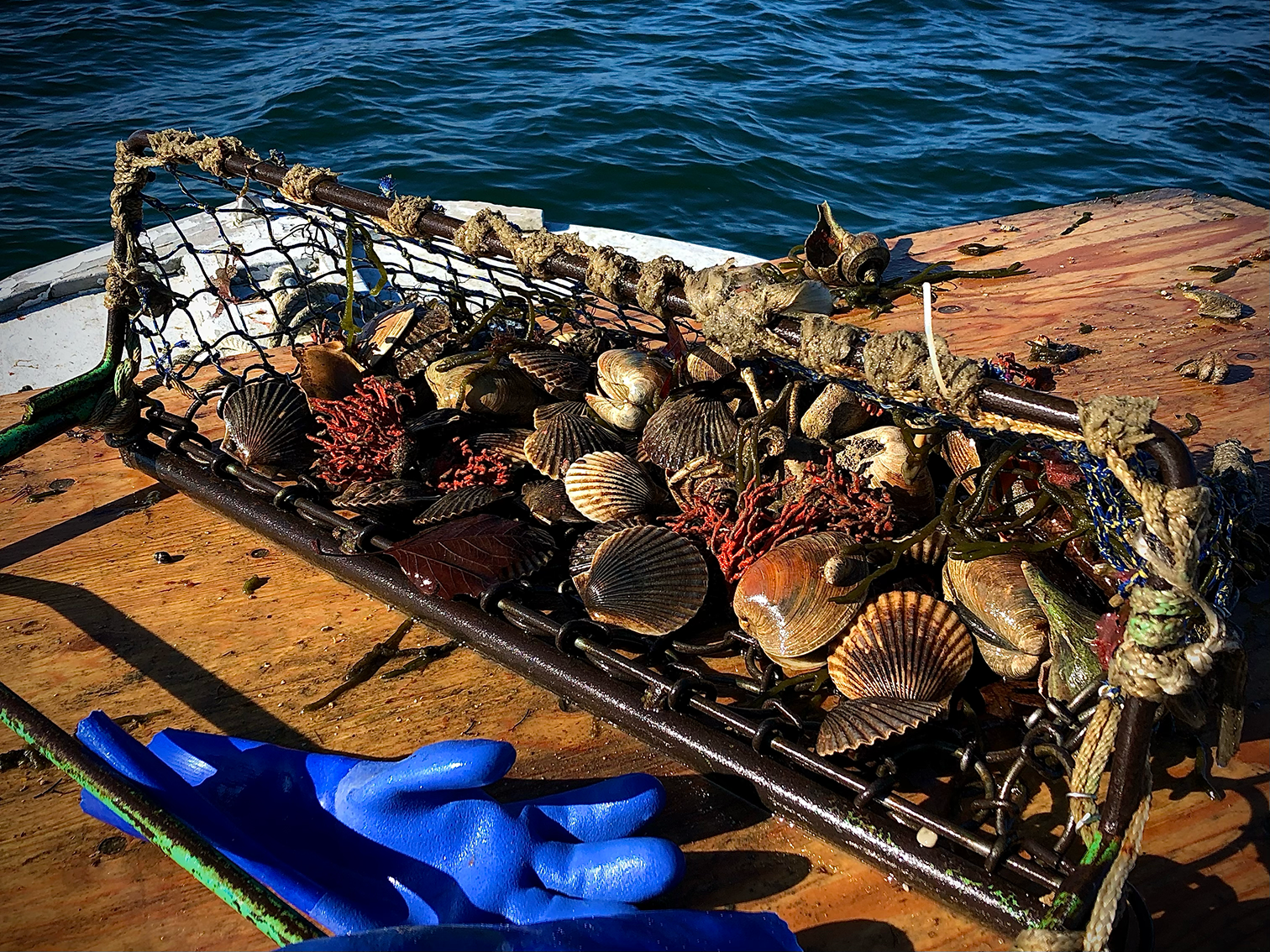 The Clam Chariot: A Love Affair with Dysfunction