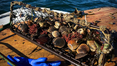 The Clam Chariot: A Love Affair with Dysfunction