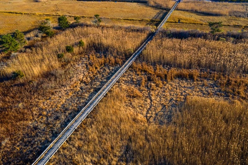 Road through golden marsh