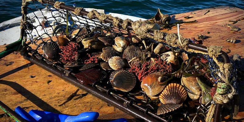 The Clam Chariot: A Love Affair with Dysfunction