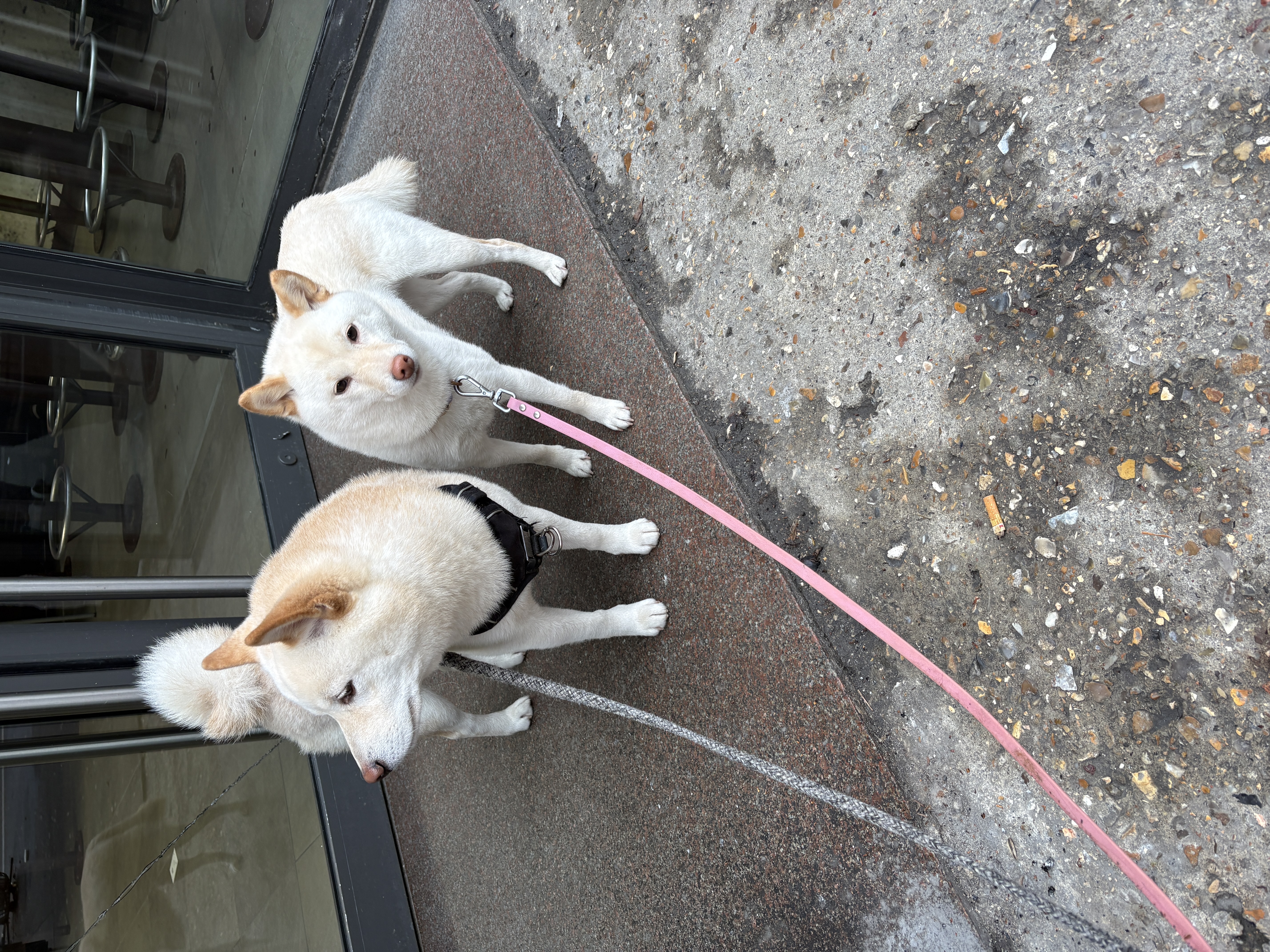Humaine qui peut balader vos chiens — photo