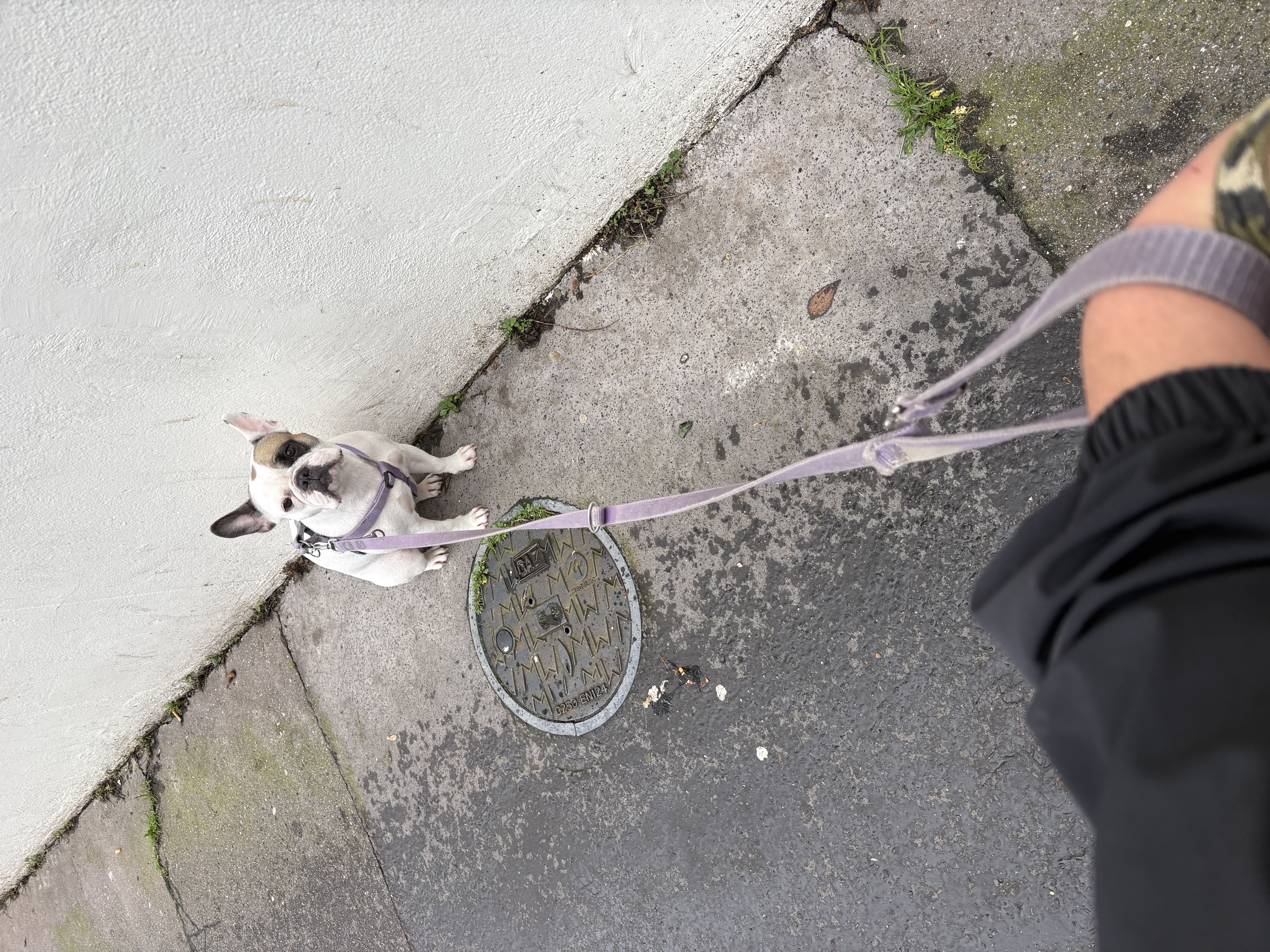 Humaine qui peut balader vos chiens — photo
