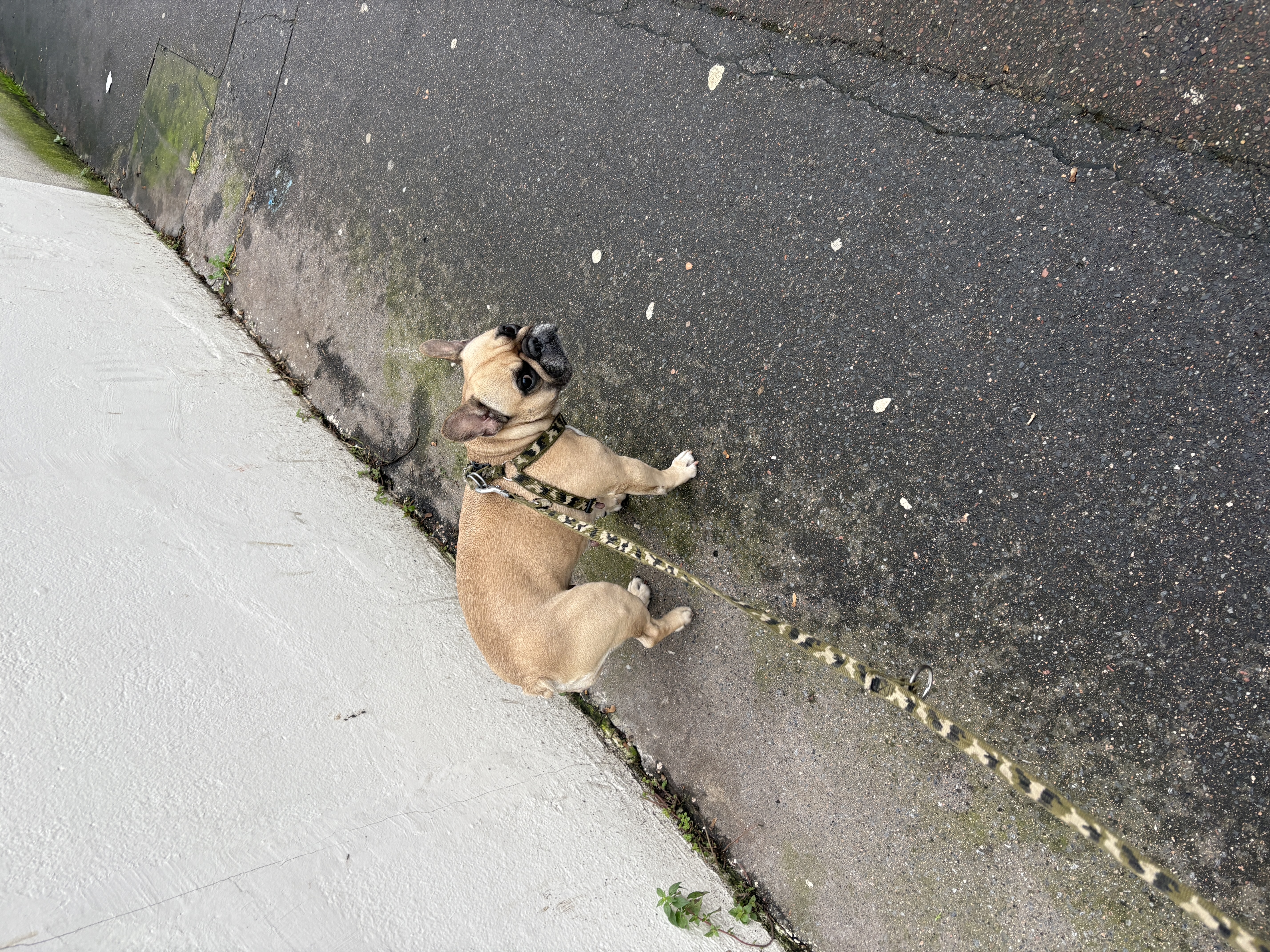 Humaine qui peut balader vos chiens — photo