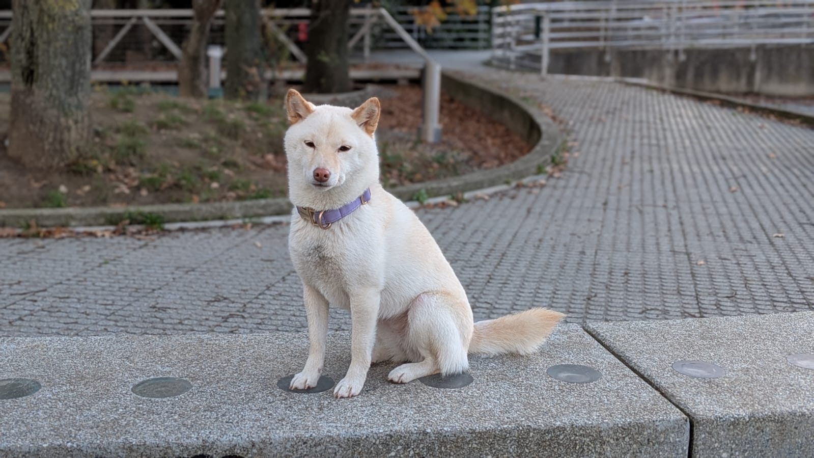 Spot dogfriendly — photo