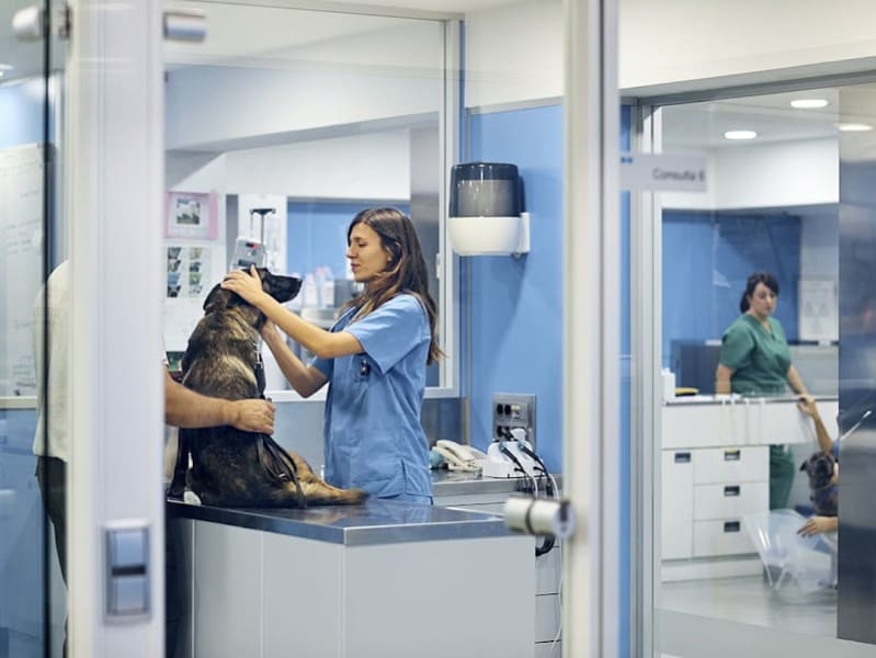 Maison des Urgences Vétérinaires — photo