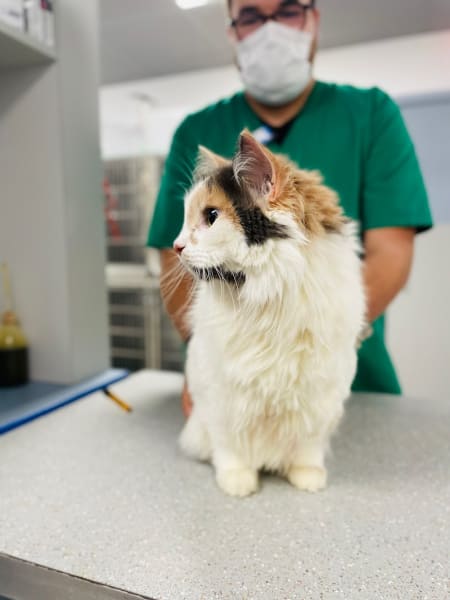 Vet-Urgentys OUEST | Urgence Vétérinaire de Garde Toulouse — photo