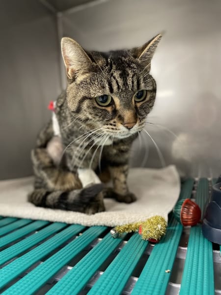 Vet-Urgentys OUEST | Urgence Vétérinaire de Garde Toulouse — photo