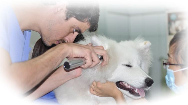 Cabinet Vétérinaire du Vieux Nice — photo