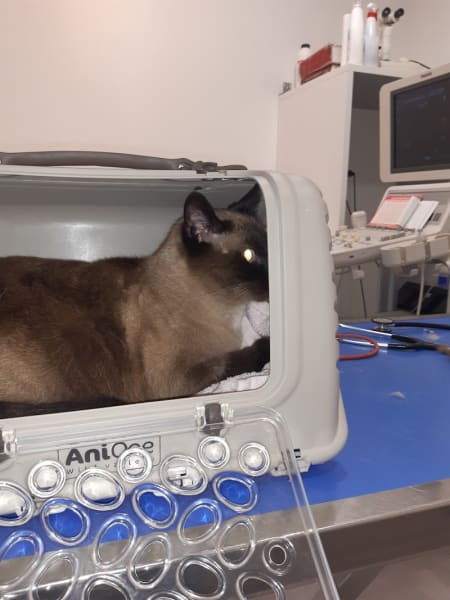 Clinique Vétérinaire de la Montagne Verte — photo