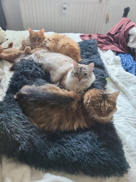 Cat Mon Doux — photo