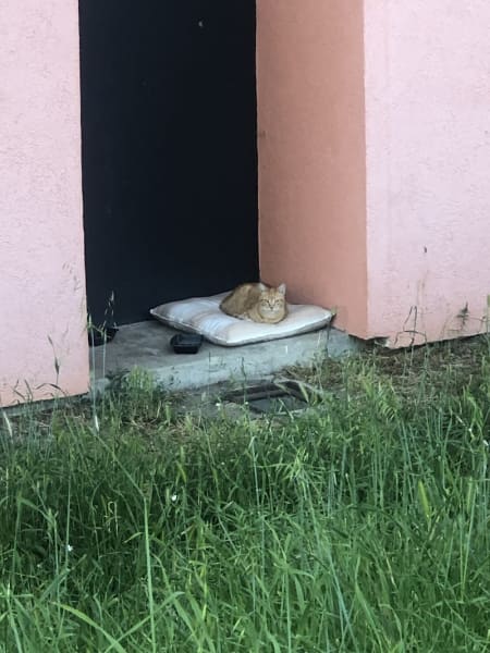 Dispensaire de la Fondation Assistance aux Animaux à Bordeaux — photo