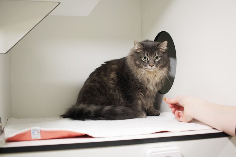 Clinique vétérinaire dédiée aux chats, lapins et rongeurs "A pas de velours" — photo