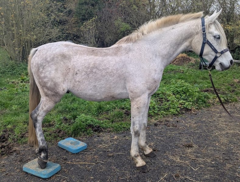 Equine Mind Body - Massage & physio de performance équine — photo