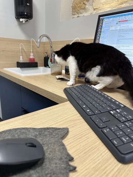 Entrechats — photo