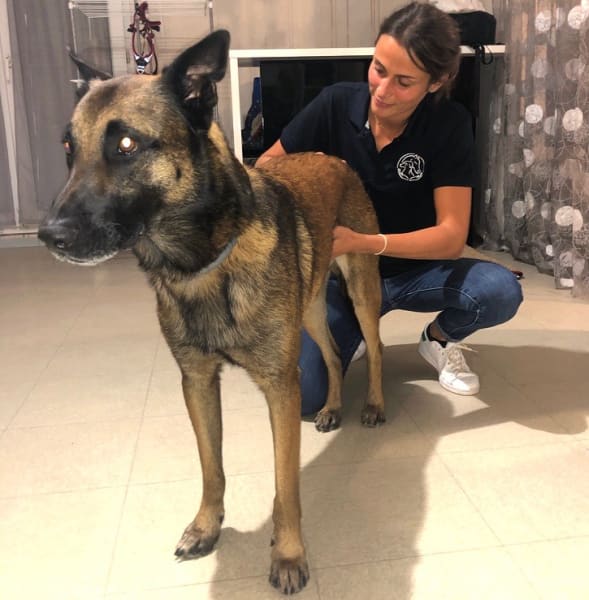 Alizée Foillard - Ostéopathe Animalier (équin, canin, félin) — photo