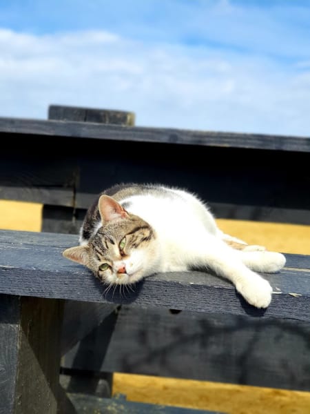 Aguero Aurelie Osteopathe animalier — photo