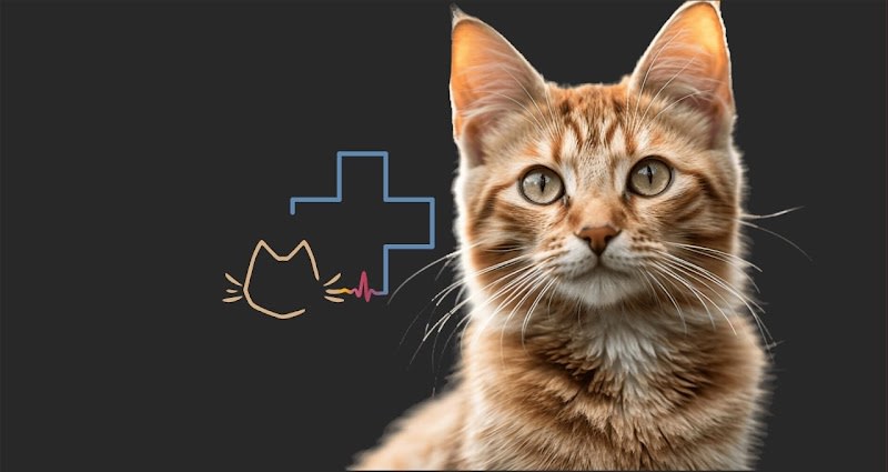 La Clinique Féline de la Cartoucherie (vétérinaires pour chats) — photo