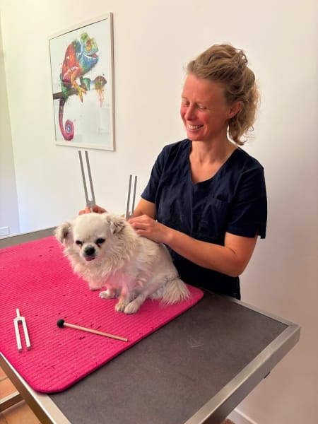 Vet'équilibre vétérinaire ostéopathe, acupuncteur et phytothérapeute — photo