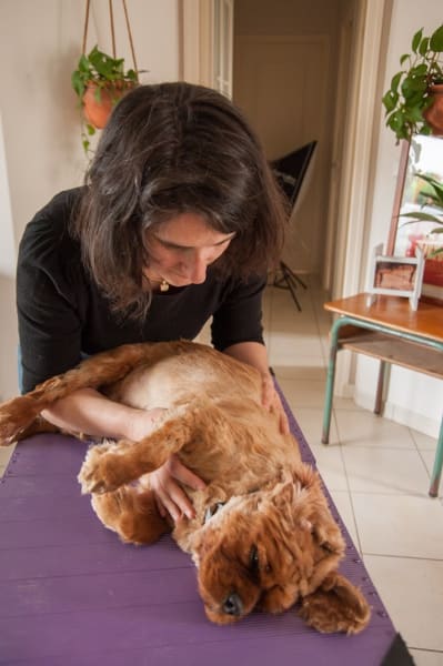 Anne-laure GIOVANNETTI OSTEOPATHE Animalier (Canin, Equin) — photo